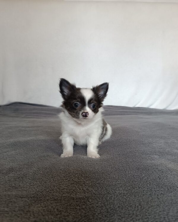 Funt Chihuahua Funt Chihuahua
