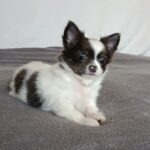 Funt-male-chihuahua-puppy-for-sale-1 (2)