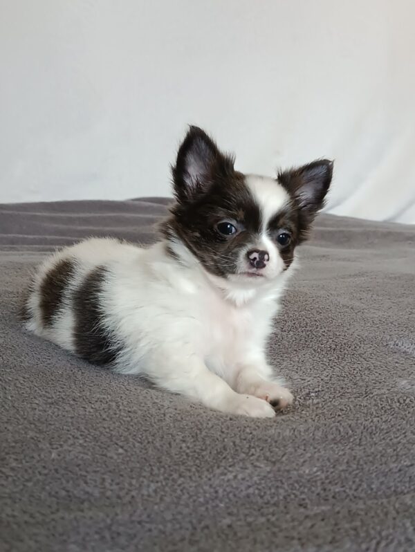 Funt Chihuahua Funt Chihuahua