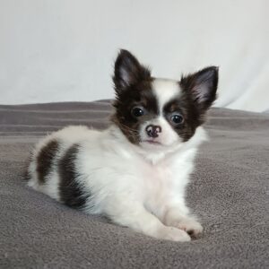 Funt Chihuahua Funt Chihuahua