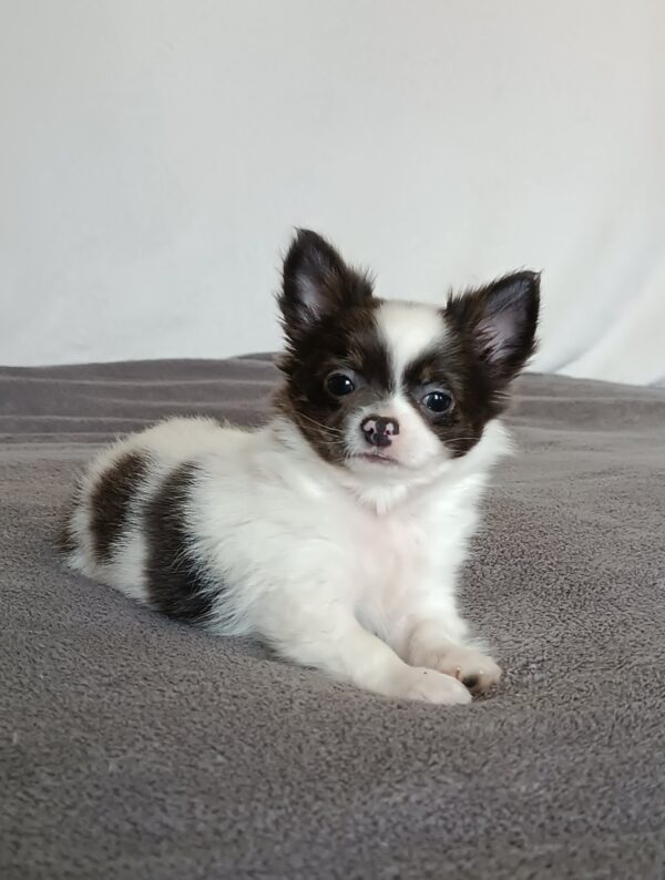 Funt Chihuahua Funt Chihuahua