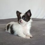 Funt-male-chihuahua-puppy-for-sale-1 (4)