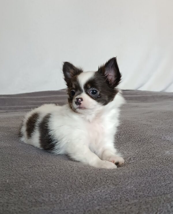 Funt Chihuahua Funt Chihuahua