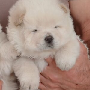 Gemma Chow-Chow Gemma Chow-Chow
