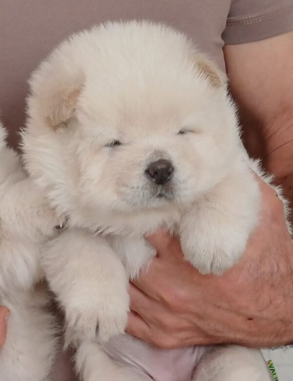 Gemma Chow-Chow Gemma Chow-Chow