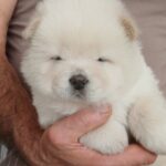 Gemma-female-chow-chow-puppy-for-sale-1 (2)