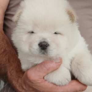 Gemma Chow-Chow Gemma Chow-Chow