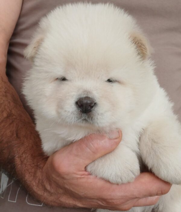 Gemma Chow-Chow Gemma Chow-Chow