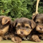 Girls-female-Yorkshire-Terrier-puppy-for-sale-1 (1)