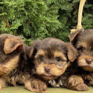 Chocolate Yorkie Girls Yorkshire Terrier Chocolate Yorkie Girls Yorkshire Terrier