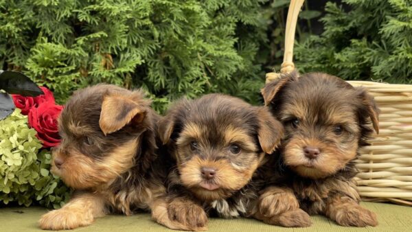 Chocolate Yorkie Girls Yorkshire Terrier Chocolate Yorkie Girls Yorkshire Terrier