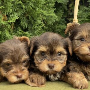 Chocolate Yorkie Girls Yorkshire Terrier Chocolate Yorkie Girls Yorkshire Terrier