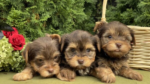 Chocolate Yorkie Girls Yorkshire Terrier Chocolate Yorkie Girls Yorkshire Terrier