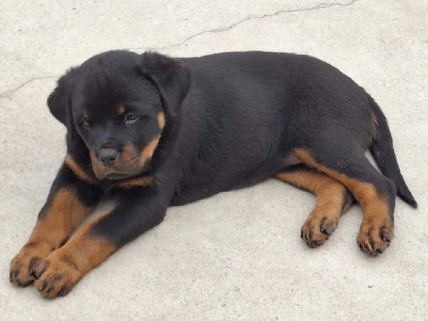 Grimm Rottweiler Grimm Rottweiler