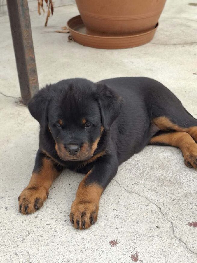 Grimm Rottweiler Grimm Rottweiler