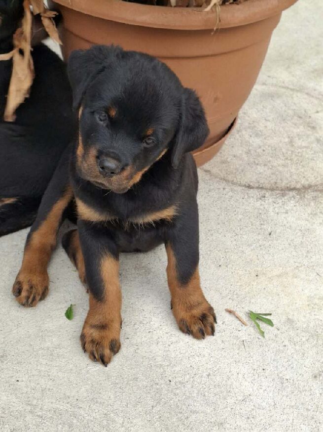 Grimm Rottweiler Grimm Rottweiler