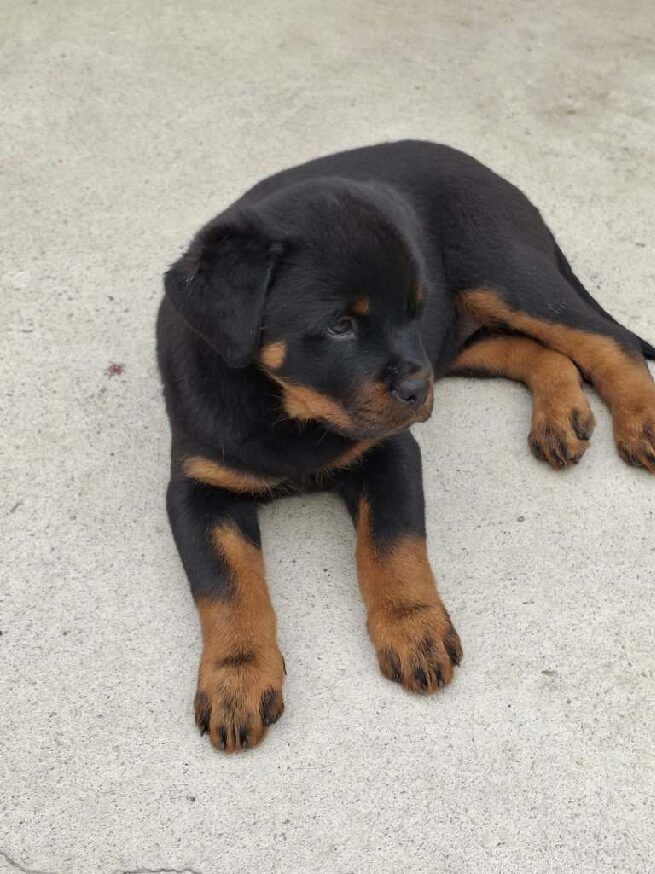 Grimm Rottweiler Grimm Rottweiler