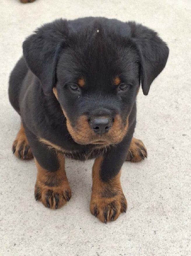 Grimm Rottweiler Grimm Rottweiler
