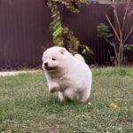 Hagen-male-Samoyed-puppy-for-sale-1 (1)
