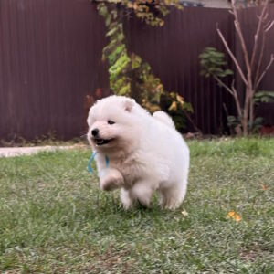 Hagen Samoyed Hagen Samoyed