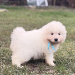 Hagen-male-Samoyed-puppy-for-sale-1 (2)