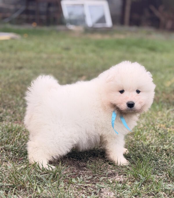 Hagen Samoyed Hagen Samoyed