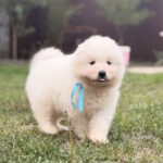 Hagen-male-Samoyed-puppy-for-sale-1 (3)