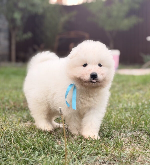 Hagen Samoyed Hagen Samoyed