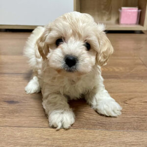 Hella Maltipoo Hella Maltipoo