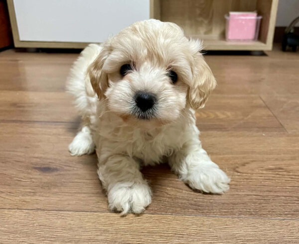 Hella Maltipoo Hella Maltipoo