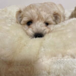 Hella-female-Maltipoo-puppy-for-sale-1 (2)