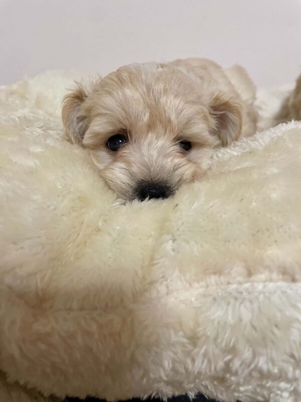 Hella Maltipoo Hella Maltipoo