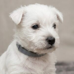 Henris West Highland White Terrier Henris West Highland White Terrier