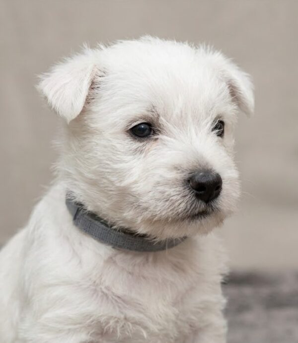 Henris West Highland White Terrier Henris West Highland White Terrier