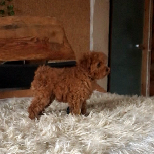 Henry Toy Poodle Henry Toy Poodle