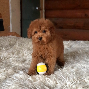 Henry Toy Poodle Henry Toy Poodle