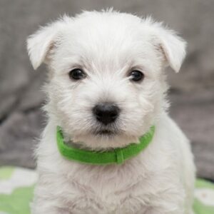 Holly West Highland White Terrier Holly West Highland White Terrier