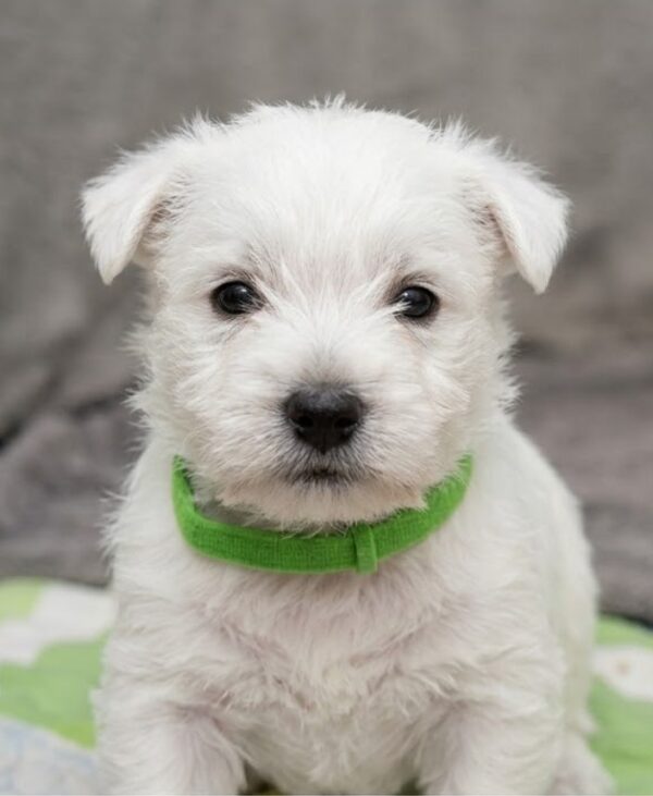 Holly West Highland White Terrier Holly West Highland White Terrier