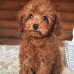 Honey-female-Toy-Poodle-puppy-for-sale-1