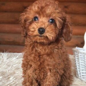 Honey Toy Poodle Honey Toy Poodle