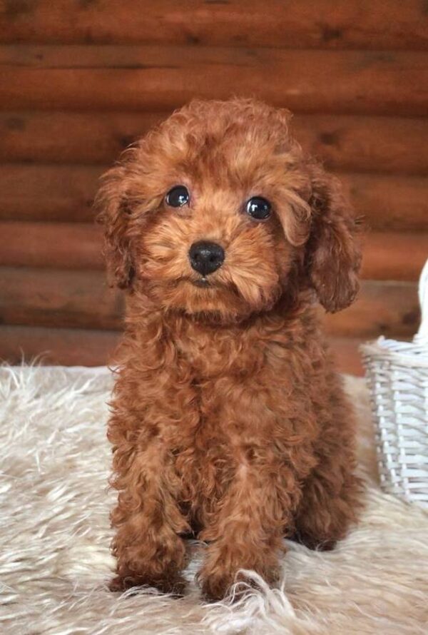 Honey Toy Poodle Honey Toy Poodle