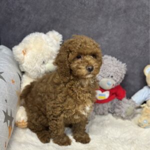 Icarus Maltipoo Icarus Maltipoo