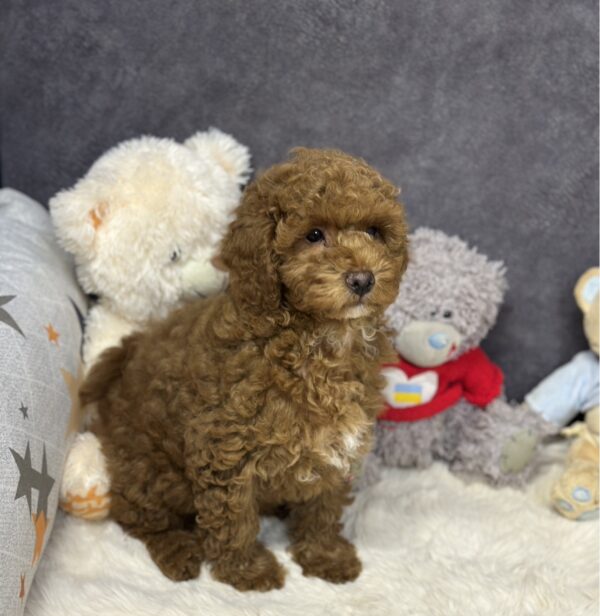 Icarus Maltipoo Icarus Maltipoo