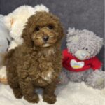 Icarus-male-maltipoo-puppy-for-sale-1 (2)