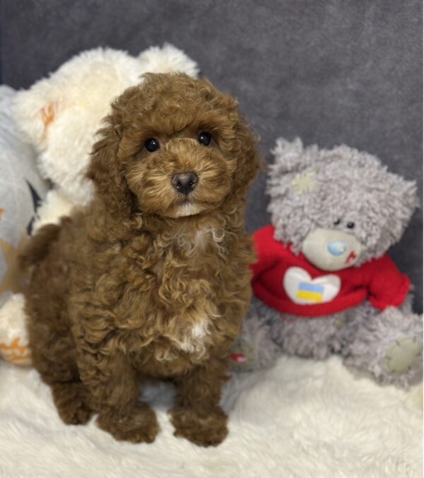 Icarus Maltipoo Icarus Maltipoo