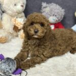Icarus-male-maltipoo-puppy-for-sale-1 (3)