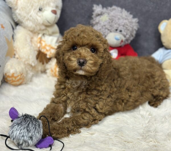 Icarus Maltipoo Icarus Maltipoo