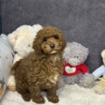Icarus-male-maltipoo-puppy-for-sale-1 (4)