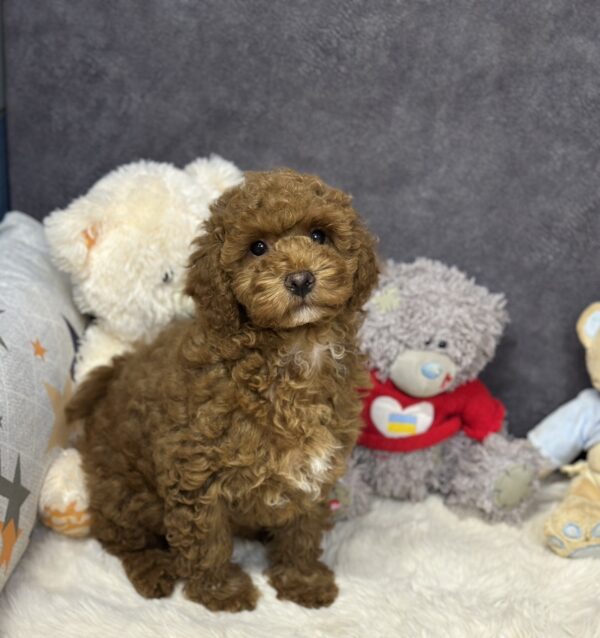 Icarus Maltipoo Icarus Maltipoo