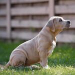 Indigo-male-Bully-puppy-for-sale- (1)